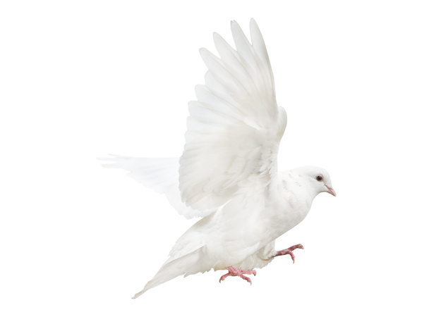 vliegende witte duif - Foto, afbeelding