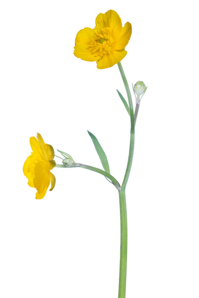 vad arany buttercup virágok - Fotó, kép