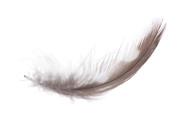 fluffy brown feather - Foto, afbeelding