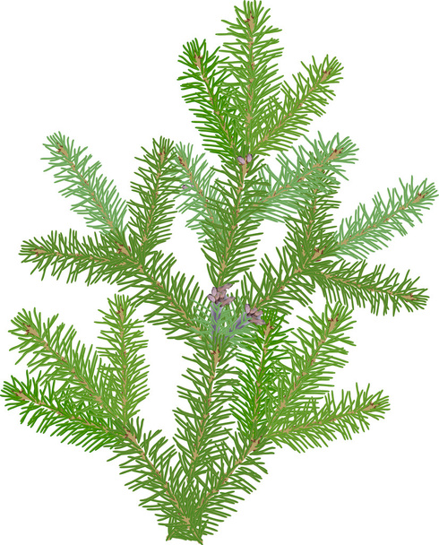 groene fir tak - Vector, afbeelding
