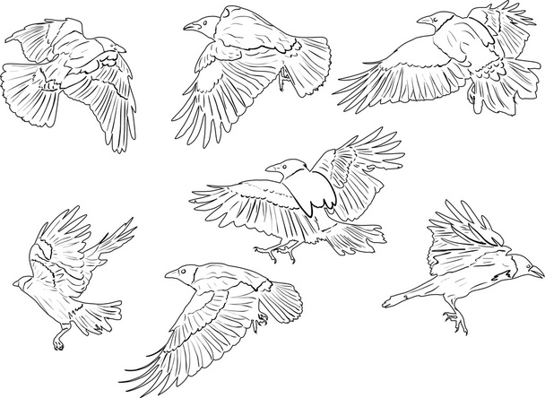 seven crows silhouettes - Vector, Imagen