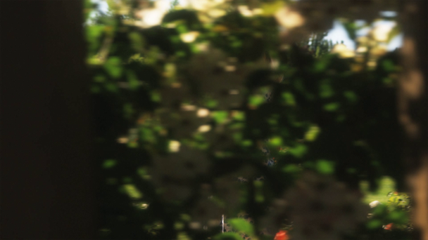 Γυναίκα που περπατά μέσα από καλοκαιρινό κήπο - Πλάνα, βίντεο