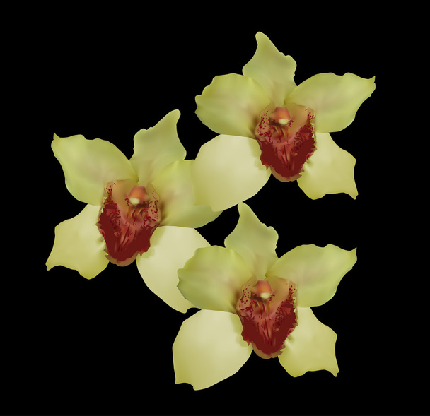 yellow orchids flowers - Vector, Image