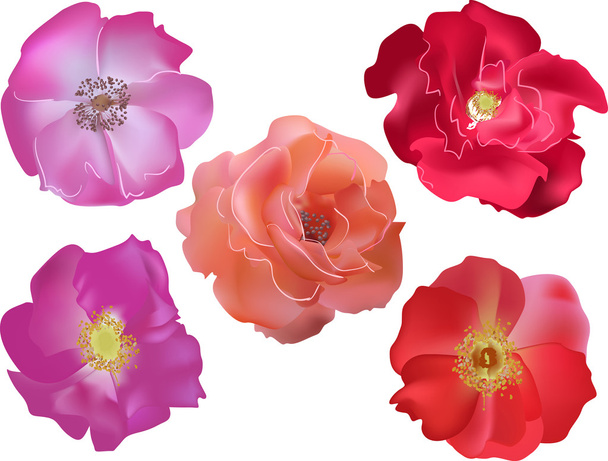 カラフルなバラの花 - ベクター画像
