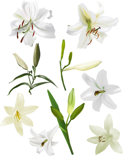 lichte lelies bloemen - Vector, afbeelding