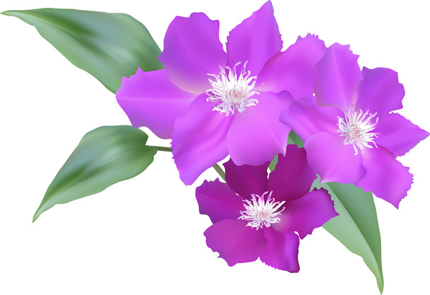 large blue flowers - Vector, Image