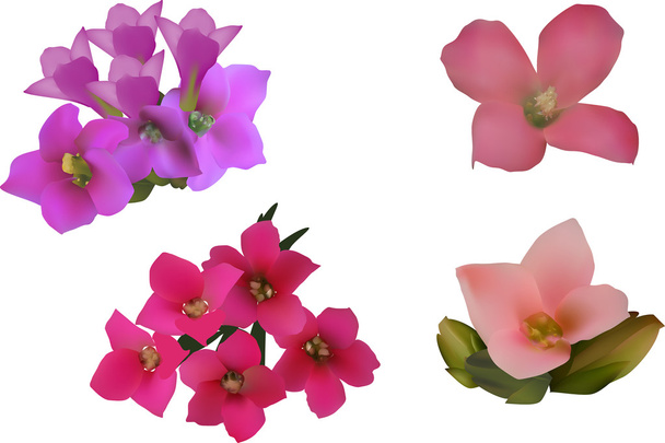 roze bloemen collectie - Vector, afbeelding