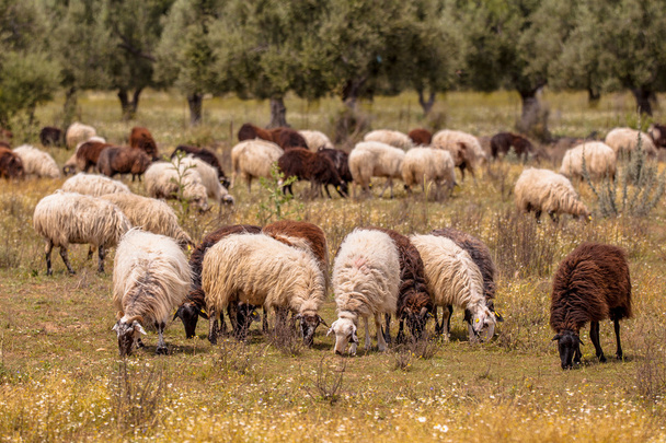 Yunanistan'da tarım organik koyun - Fotoğraf, Görsel