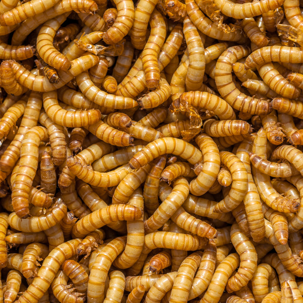larvas quadradas fundo
 - Foto, Imagem