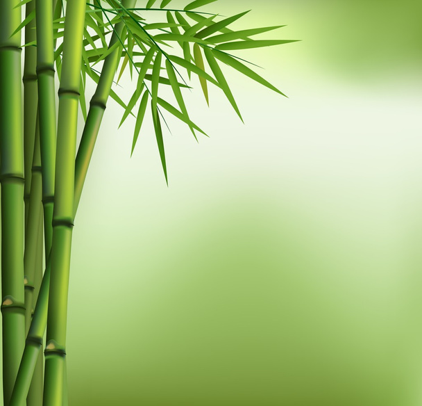 Zöld bambusz grove elszigetelt zöld háttér - Vektor, kép
