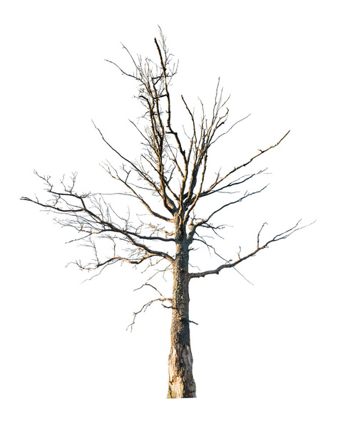 мертвый большой дуб
 - Фото, изображение