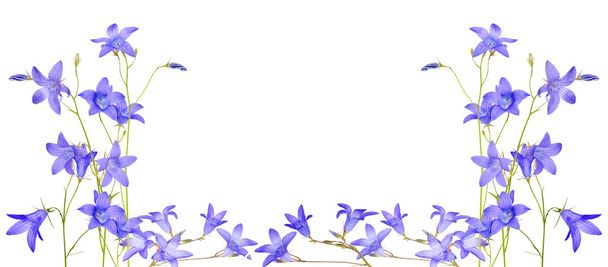 mavi çan çiçeği çiçek - Fotoğraf, Görsel