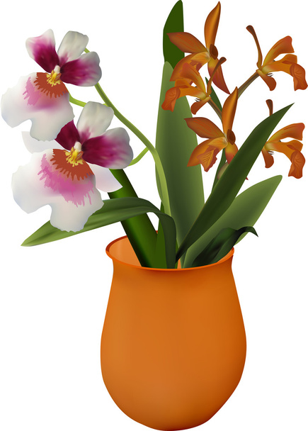Orange und rosa Orchideen in der Vase - Vektor, Bild
