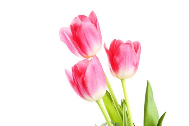 tulips on white background - Zdjęcie, obraz