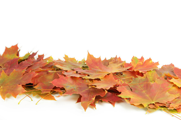 folhas de outono no fundo branco - Foto, Imagem