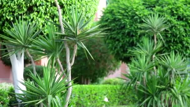 deel van het grondgebied van het hotelgebouw met groene palm plant - Video