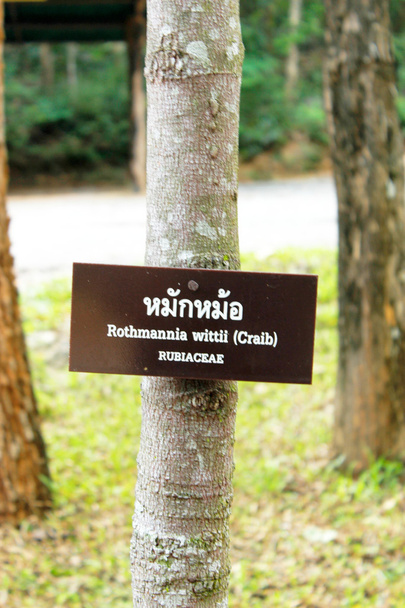 Tattonin kansallispuisto 17 Elokuu 2015: "Tatton Waterfall" Chaiyaphum Thaimaa
 - Valokuva, kuva