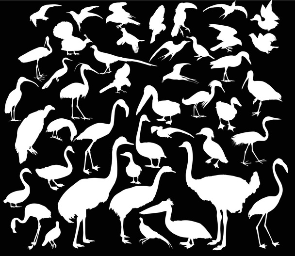 birds white silhouettes - Vector, Image