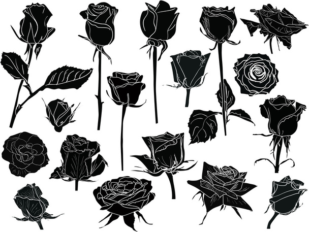 black and white roses sketches - Vector, Image