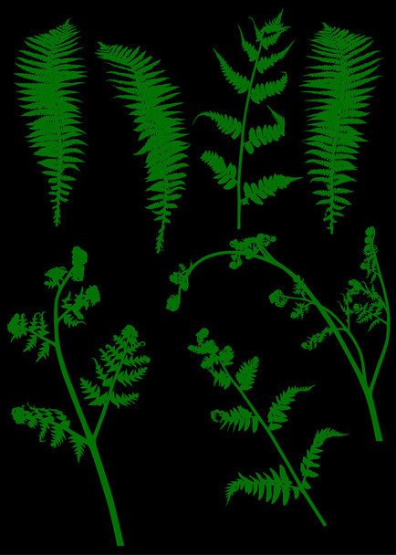 set of fern silhouettes - Vector, Image