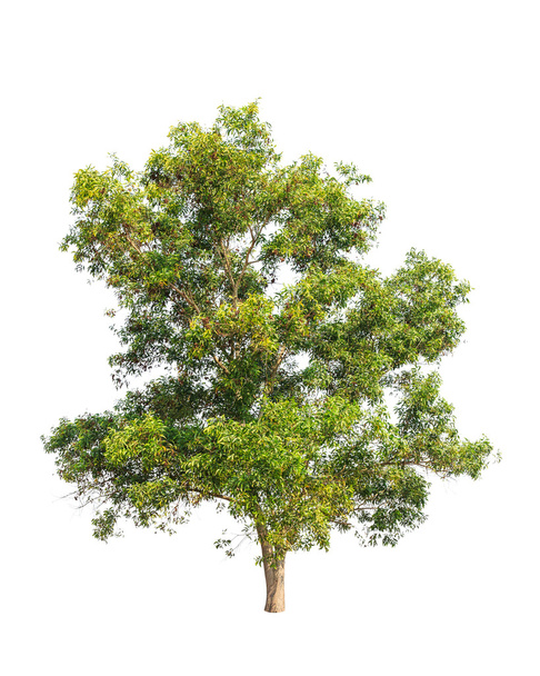 Acacia auriculiformis, commonly known as Auri, Earleaf acacia, E - Fotó, kép