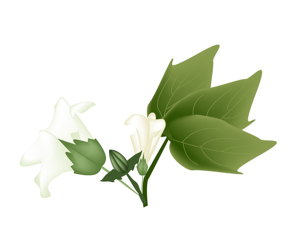 Friss pamut virág egy ág Bud - Vektor, kép