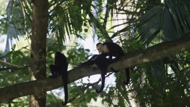 monkey grooming another monkey in tree - 映像、動画