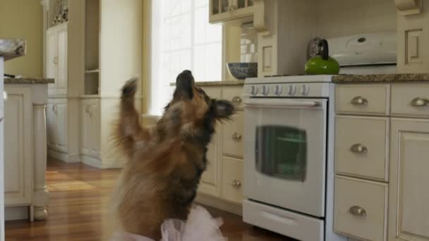 dog dancing in tutu - Filmmaterial, Video