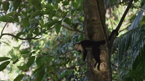 monkey laying on tree branch - Video, Çekim