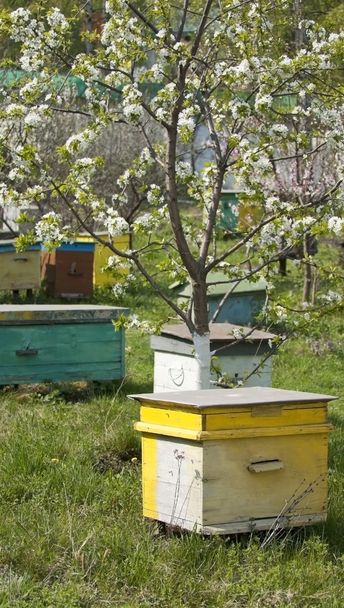 Pistas de abejas en el jardín del prado de primavera
 - Foto, Imagen