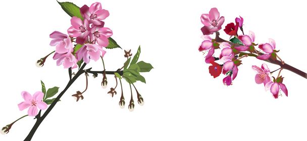 pink apple blossoms - Vector, Image