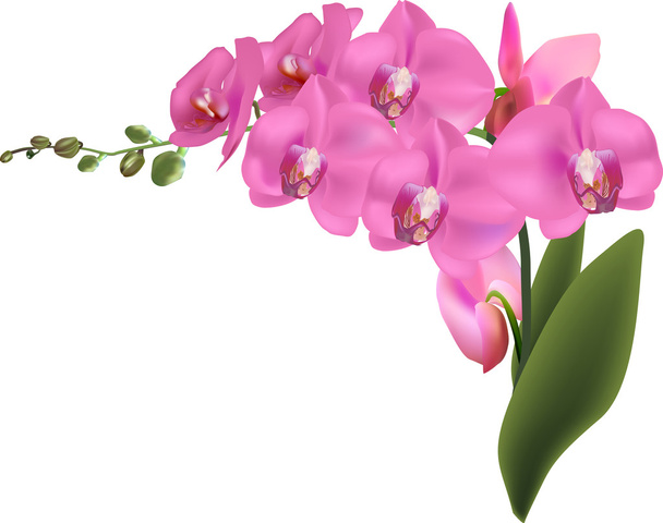 pink orchids flowers - Vector, Image