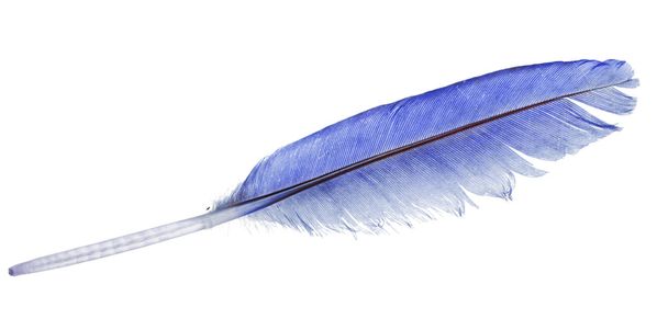 simple plume bleue
 - Photo, image