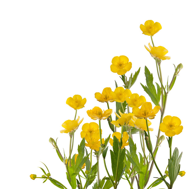 yellow buttercup flowers - Photo, Image