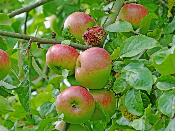 jabłka na drzewie - Zdjęcie, obraz