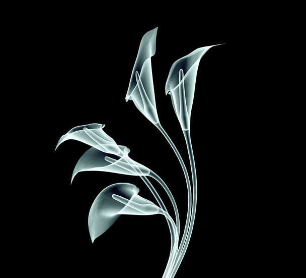 xray image of a calla flower isolated on black - Photo, Image