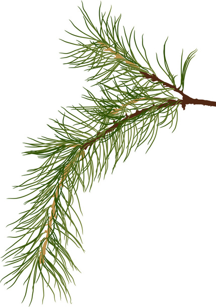 green pine branch - Vector, Image