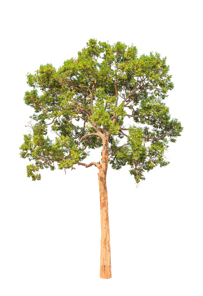 Irvingia malayana également connu sous le nom d'amande sauvage, arbre tropical en th
 - Photo, image