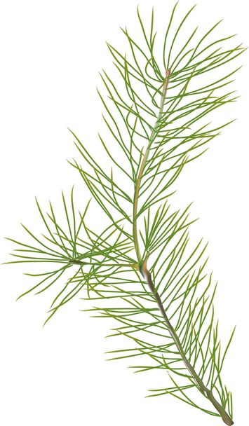 green pine branch - Vector, Image