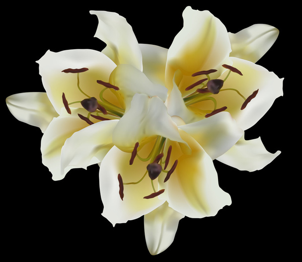 Квіти лілії світло
 - Вектор, зображення