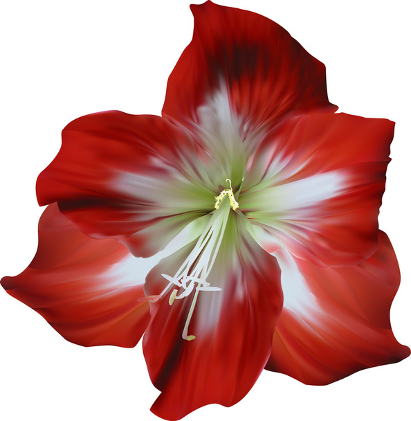 kwiat amarylis czerwony i biały - Wektor, obraz
