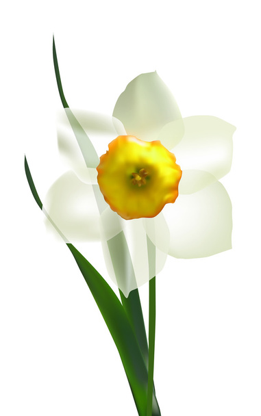 Белый нарцисс Цветок
 - Вектор,изображение