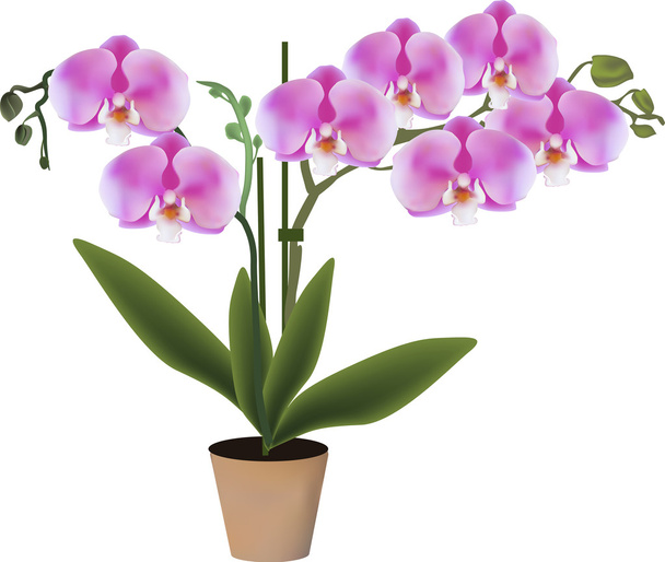 pink orchids in pot - Vector, Image