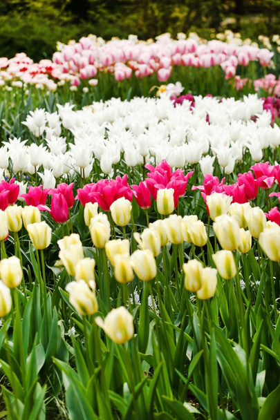 spring flowers garden - 写真・画像