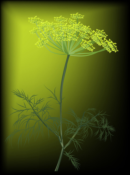 fleur d'aneth vert
 - Vecteur, image