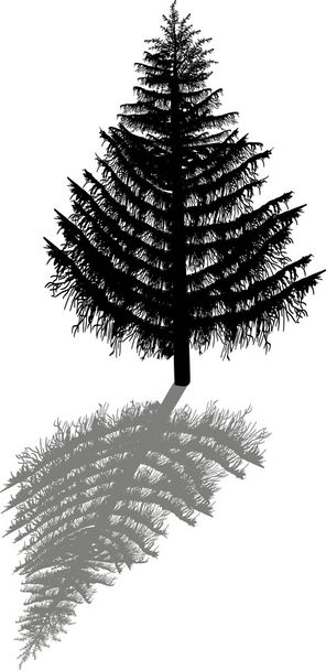 large fir tree - Vector, Image