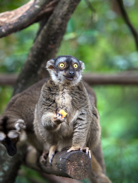 Lemur żywności - Zdjęcie, obraz