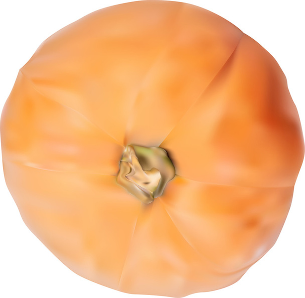 オレンジ色の 1 つのカボチャ - ベクター画像