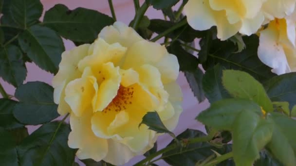 Rosas amarillas
 - Metraje, vídeo