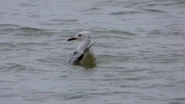 Seagull bobs op de golven - Video